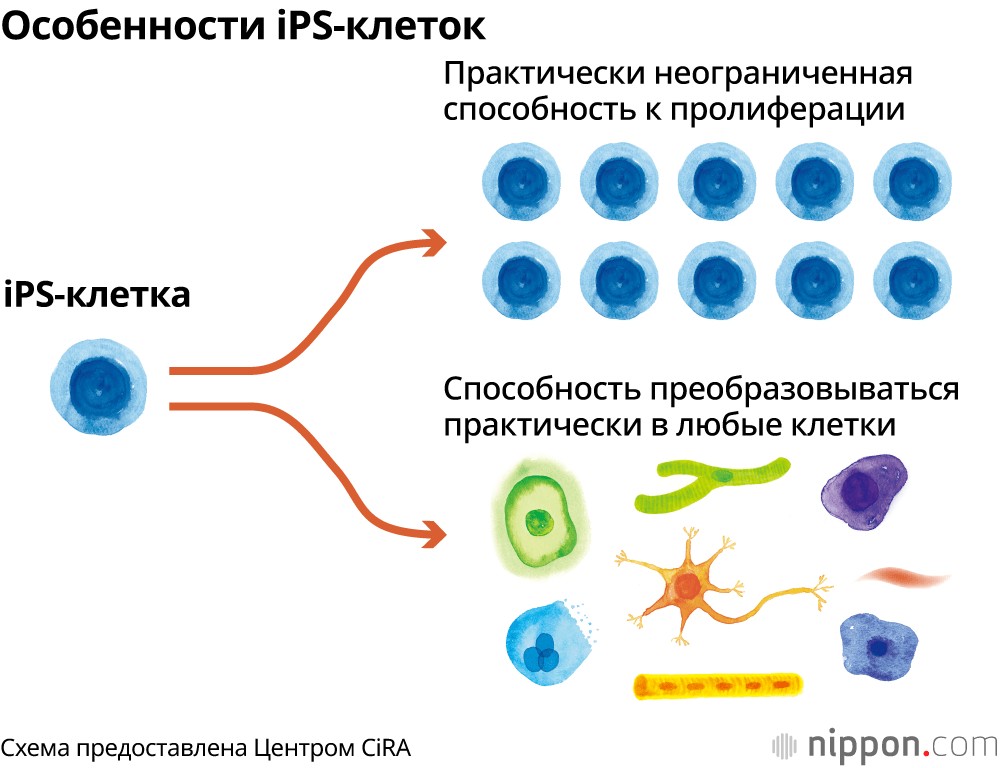 Особенности iPS-клеток