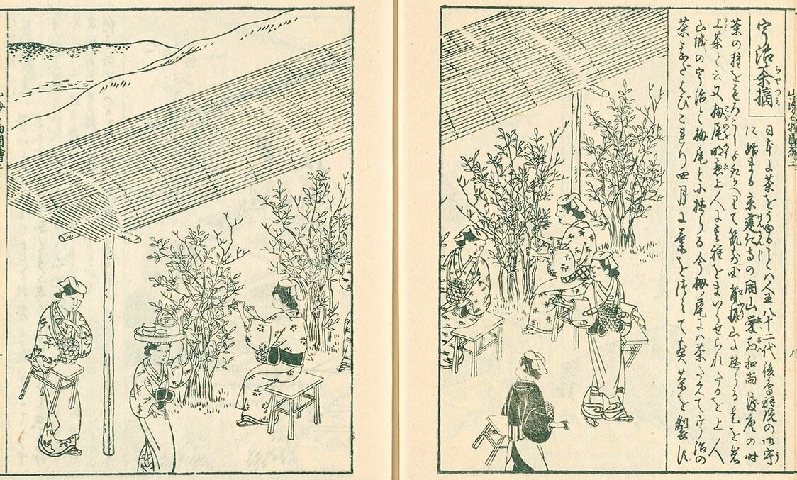 『日本山海名物図会』 宇治茶摘　（国立国会図書館デジタルコレクション）