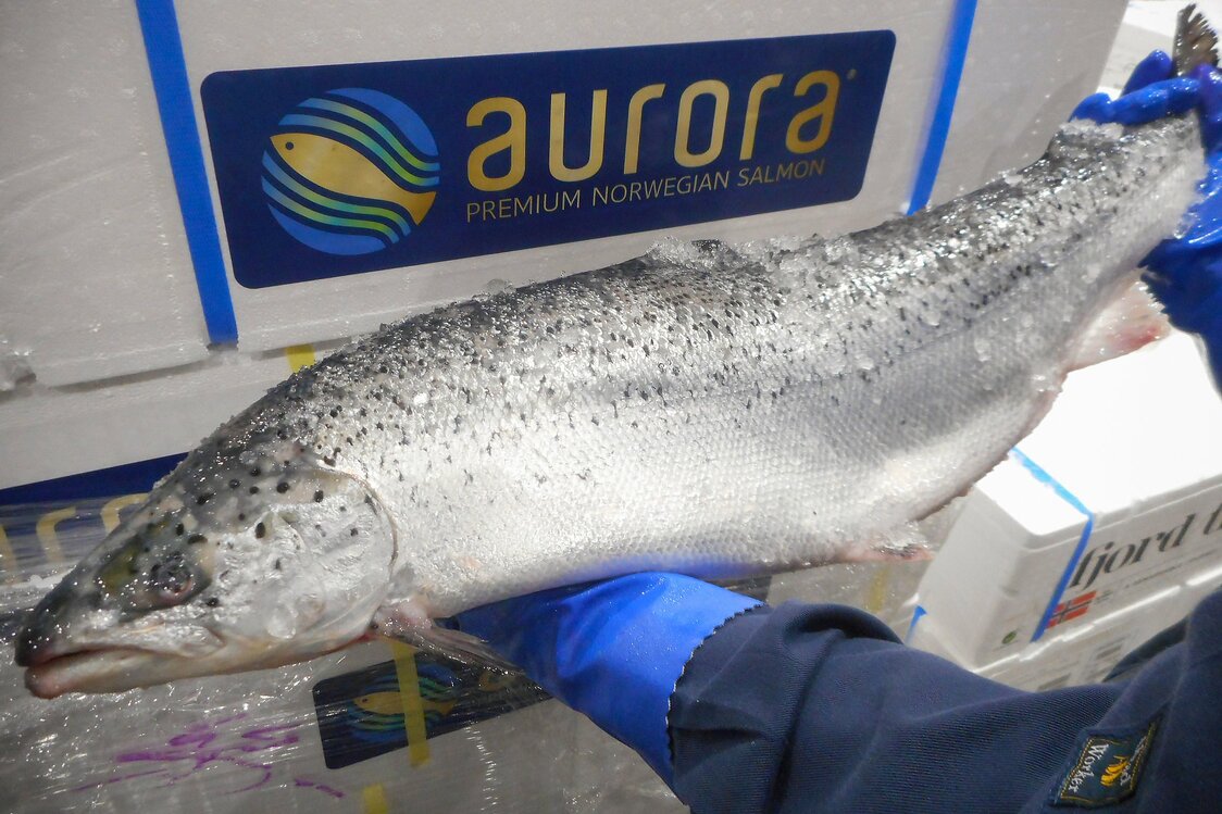 東京・豊洲市場に入荷したノルウェー産のブランド魚「オーロラサーモン」　写真：筆者提供