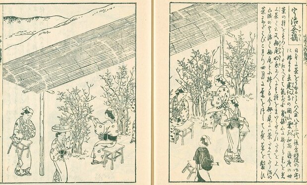 『日本山海名物図会』 宇治茶摘 (国立国会図書館デジタルコレクション)