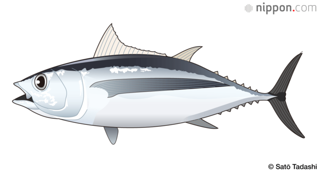 The albacore tuna, with its long pectoral fins, grows to just over 1 meter and usually weighs in at around 40 kilograms.