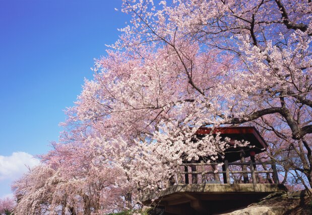 全国の有名桜の2世木も多く植えられている 写真提供:南陽市観光協会