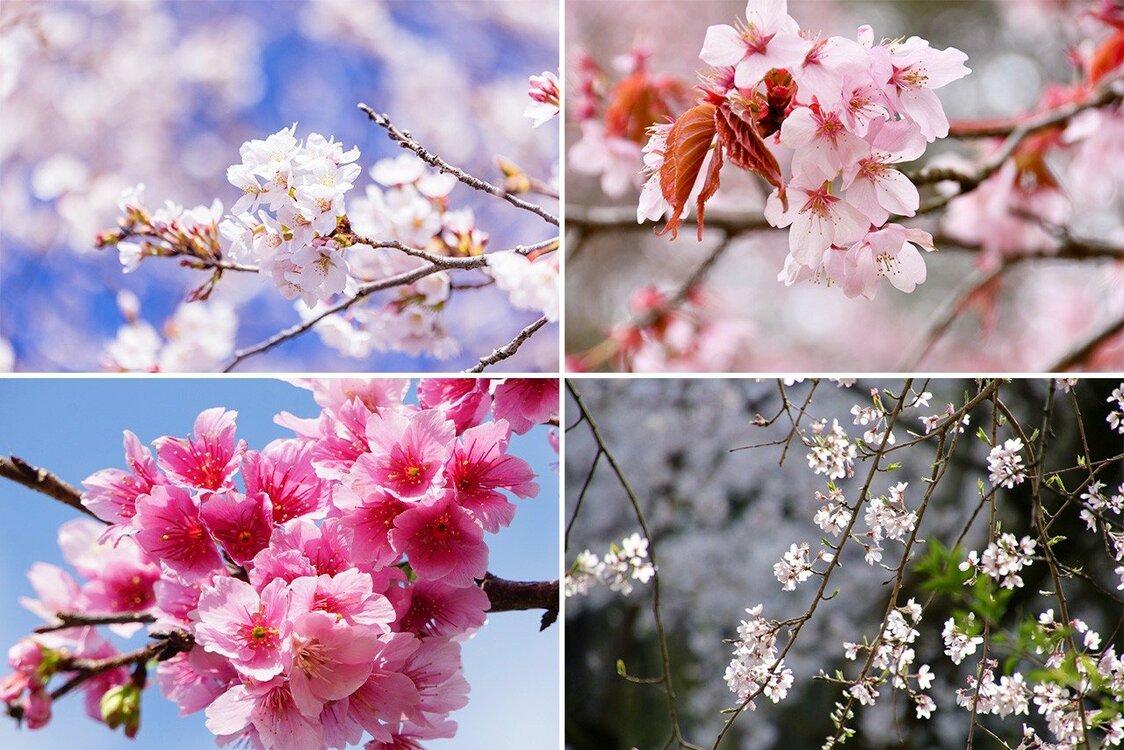 Cherry blossom varieties clockwise from upper left: somei yoshino, yamazakura, edohigan, and kanhizakura. (© Pixta)