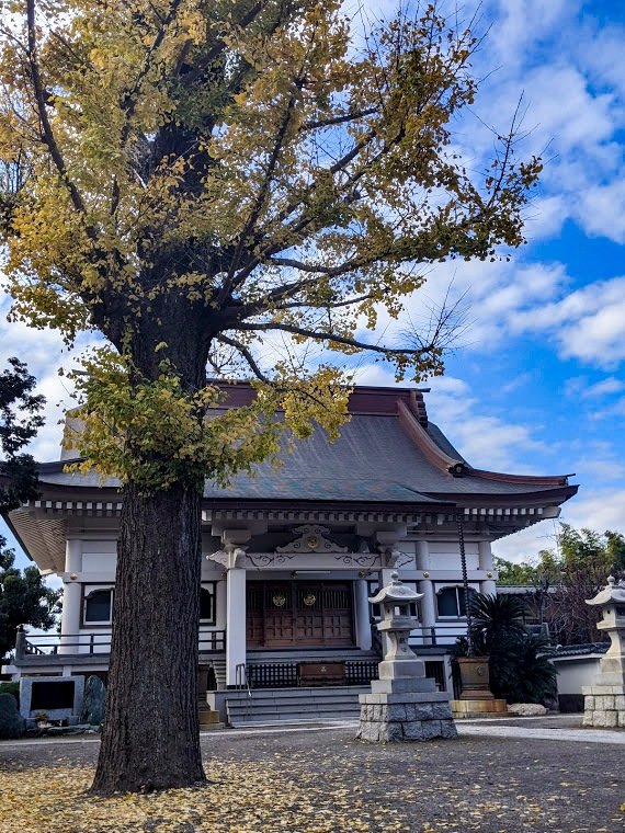 弘經寺內銀杏巨木參天（筆者攝影）