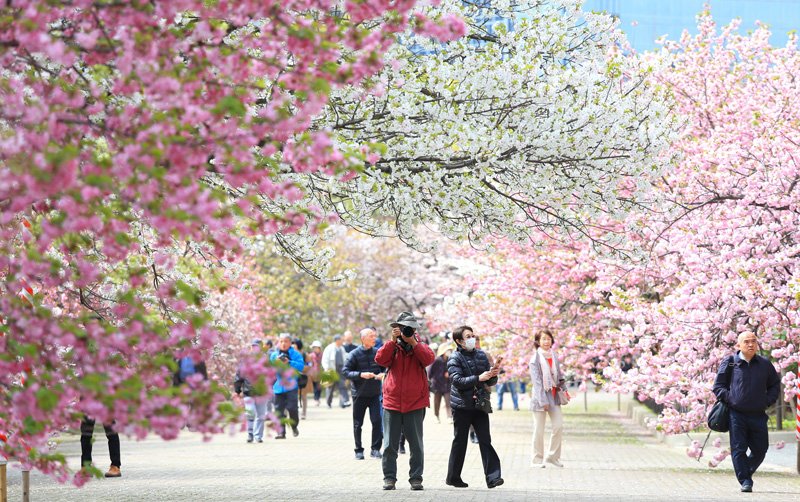 Des cerisiers en pleine floraison près de l’Hôtel de la Monnaie d’Osaka, en avril 2015. (Photo : Jiji Press)