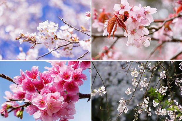 Cherry blossom varieties clockwise from upper left: somei yoshino, yamazakura, edohigan, and kanhizakura. (© Pixta)