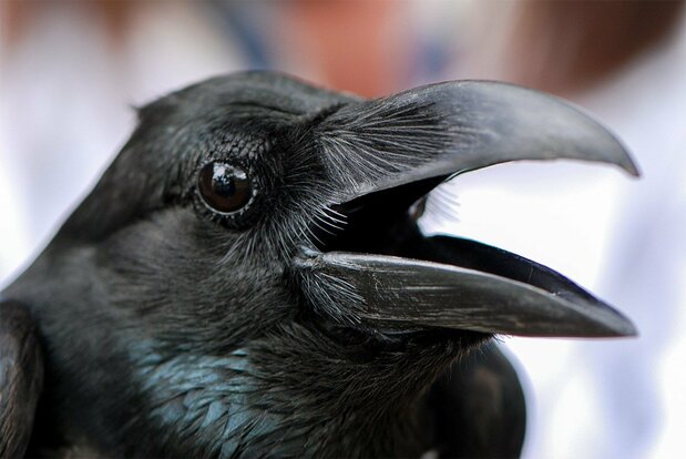 تتكاثر الغربان في المناطق الحضرية، الغنية بالطعام والتي تخلو من الحيوانات المفترسة