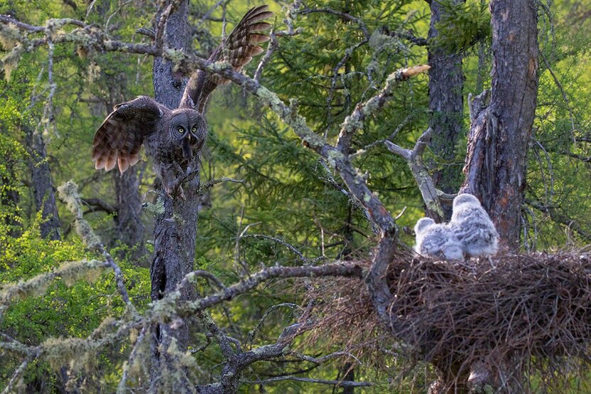 ハタネズミを巣に持ち帰るカラフトフクロウ(撮影:2015年)