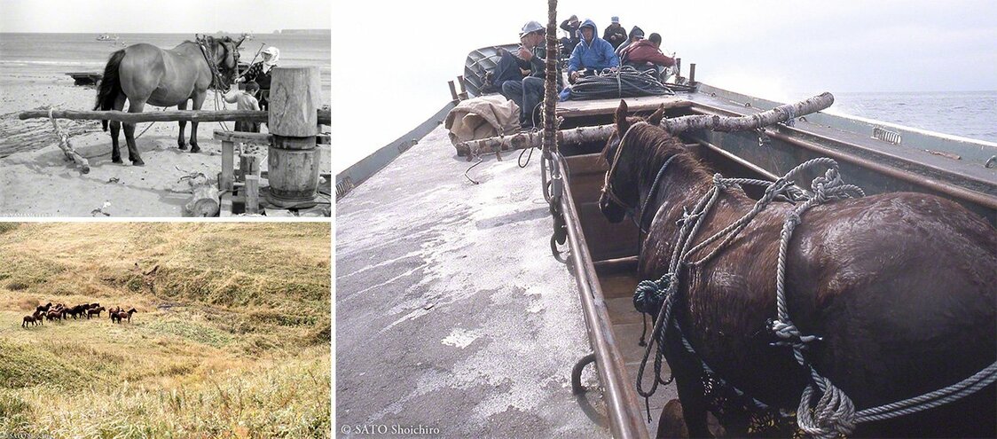 （左上）馬はユルリ島や周辺で漁業の重要な担い手だった=1940〜60年代に根室市の山本正実撮影、（左下）ユルリ島で群れを成して暮らす馬、（右）無人島になったユルリ島から運び出される馬=撮影年代不詳、根室市の佐藤正一郎撮影