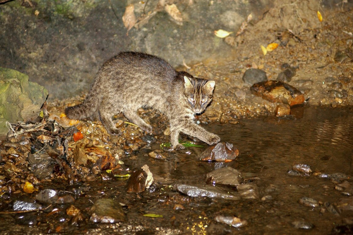 只在西表岛生息的西表山猫 　©OCVB