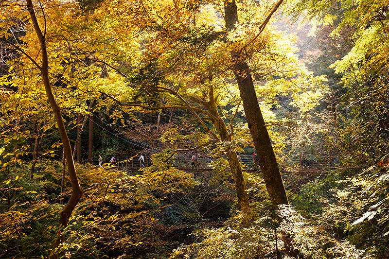 能感受大自然的登山路线自然备受欢迎。这是以“森林与动物”为主题的“4号路”