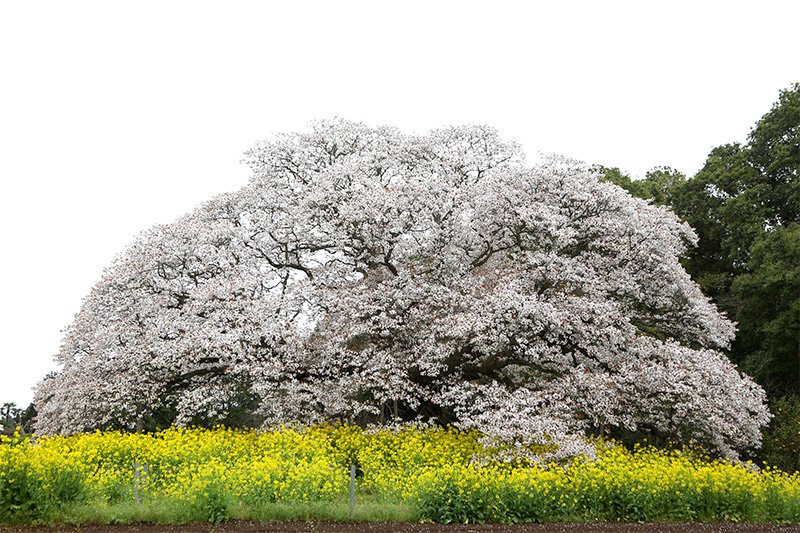 Sous les cerisiers géants en fleurs