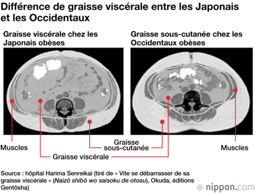 Vue en coupe de l’abdomen (nombril en haut et fesses en bas)