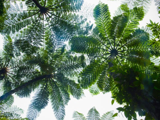 Les fougères cyathea lepifera vues d’en-dessous,