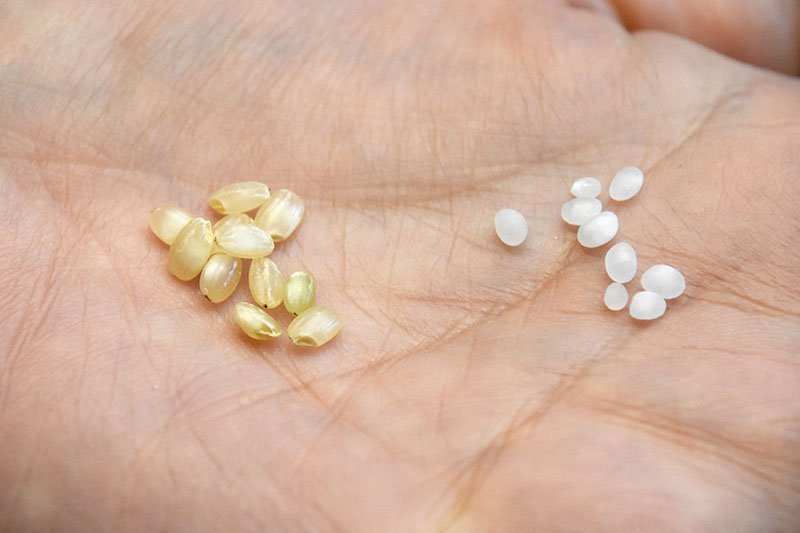 山形县酒米“出羽灿灿”的糙米（左）；碾磨掉50%米糠，即原料米精磨比例为50%的精白米（右） 摄影：山同敦子