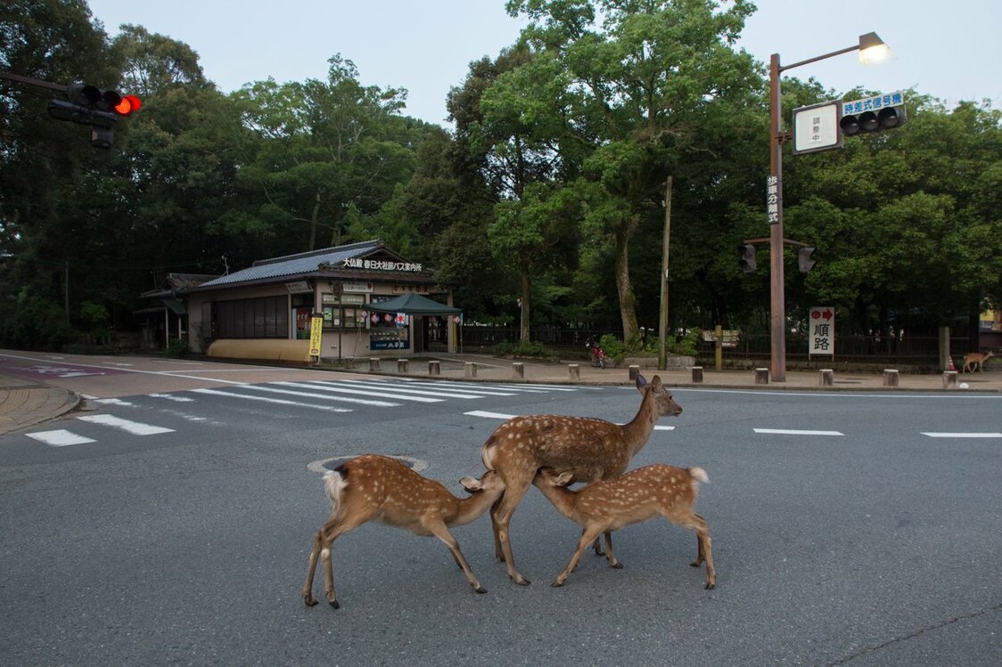 En el cruce delante de la sala del Gran Buda del templo Tōdai.