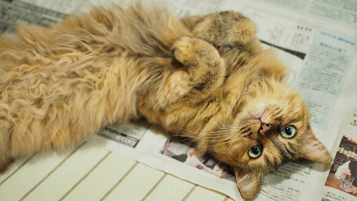 Dans quels médias les Japonais ont-ils le plus confiance ? | Nippon.com