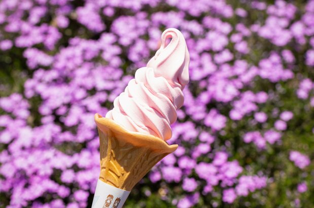 El Shibazakura Soft Cream tiene un sabor y aspecto muy refrescante.