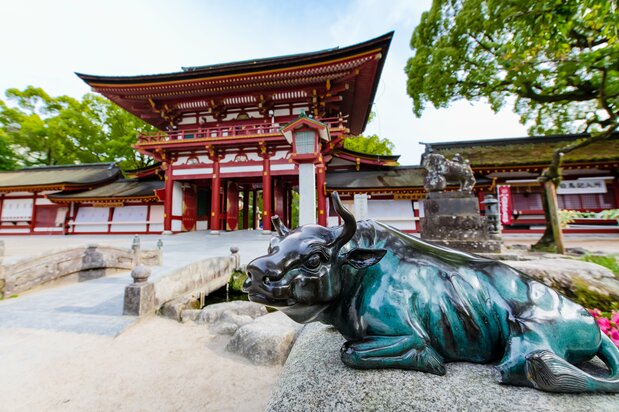 Sacred oxen can be found within the precincts of Dazaifu Tenmangū Shrine, in commemoration of Sugawara no Michizane having been born and passing away on Days of the Ox (ushi no hi). (© Pixta)