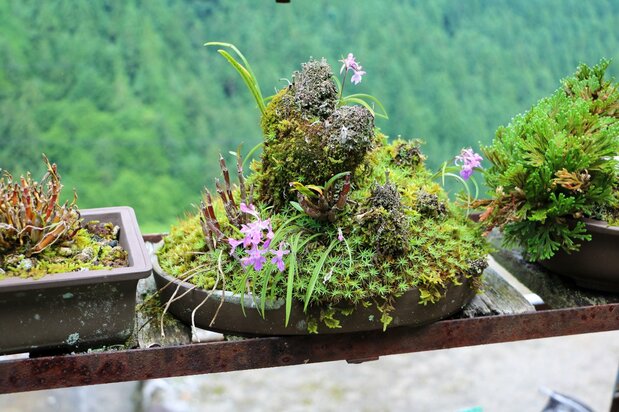 野草を利用したコケのインテリア(筆者撮影)