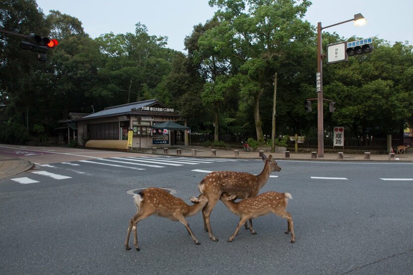 At the intersection in front of the Tōdaiji Daibutsu (Great Buddha) Hall.