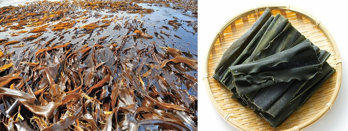 刚捞起来的海带（左）和晒干后销售的海带（图片：PIXTA）