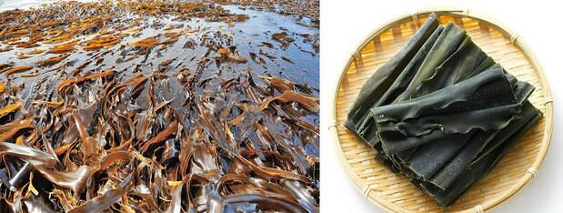 刚捞起来的海带（左）和晒干后销售的海带（图片：PIXTA）