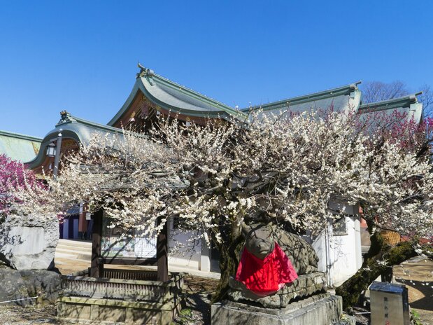 宝物殿近くの臥牛像(がぎゅうぞう)に覆(おお)いかぶさるように咲く梅