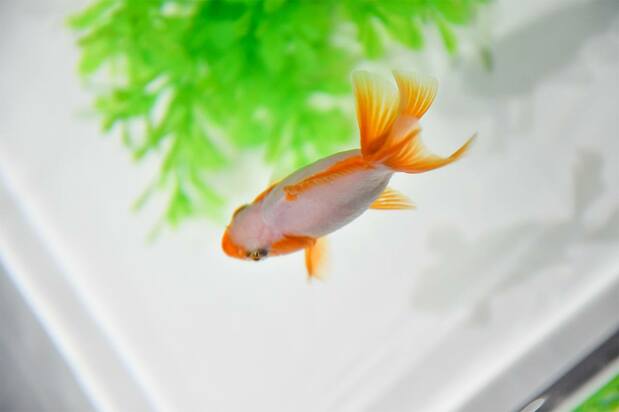 地金(图片:艺术水族馆GINZA)