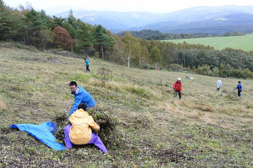里山の草原を復元するために草を刈って運び出す