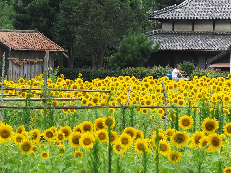 Campos de girasoles en el poblado.