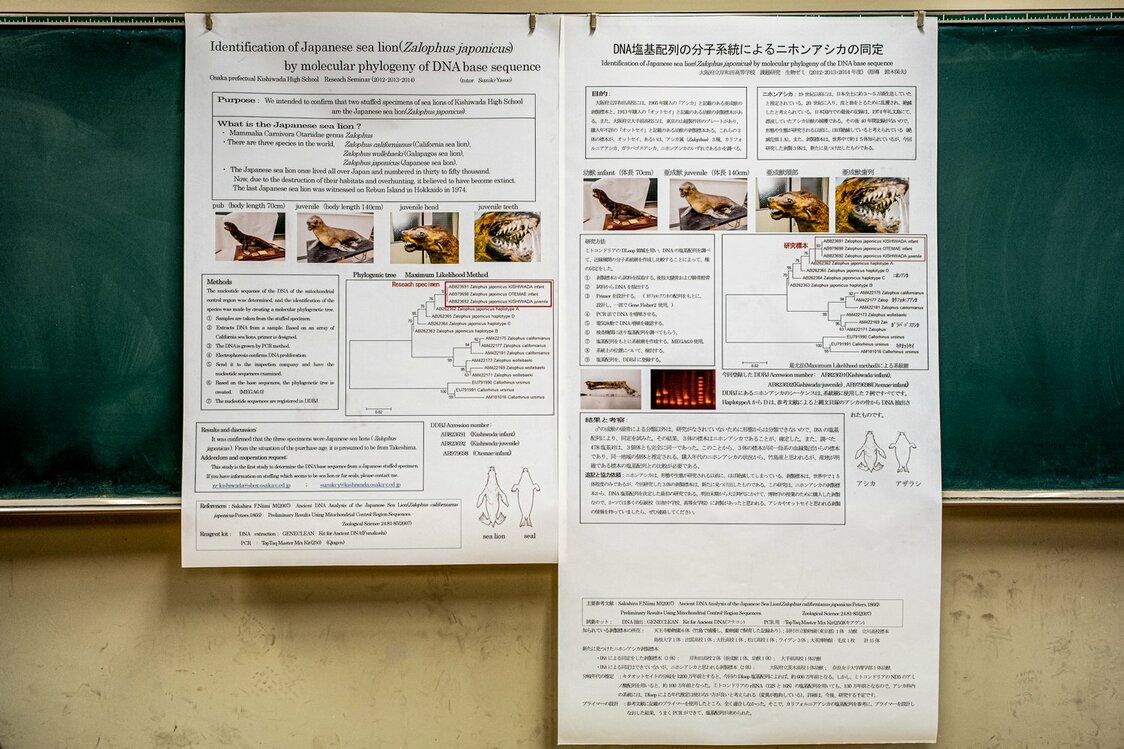 日本哺乳類学会2014年度大会中高生ポスター発表で、『DNA塩基配列の分子系統によるニホンアシカ剥製標本の同定』が最優秀賞を受賞。同じ年の日本動物学会大会でも、優秀賞を受賞した ©Michiko HAYASHI