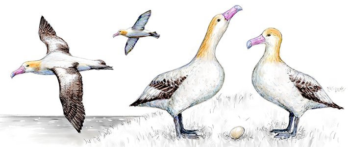 アホウドリ。小笠原諸島、鳥島、尖閣諸島などに多数繁殖していたが、羽毛採取のために500万羽が撲殺。一時は絶滅が心配されたが、保護対策によってその危機は回避された。1962年に国の特別天然記念物に指定（イラスト＝井塚剛）
